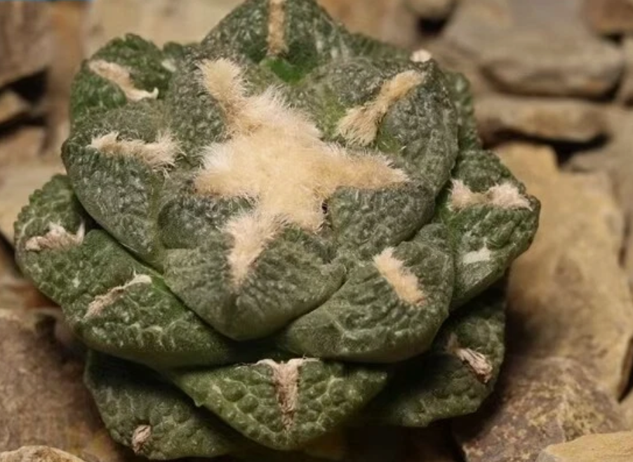 Ariocarpus fissuratus var. lloydii 10 Pieces Seeds