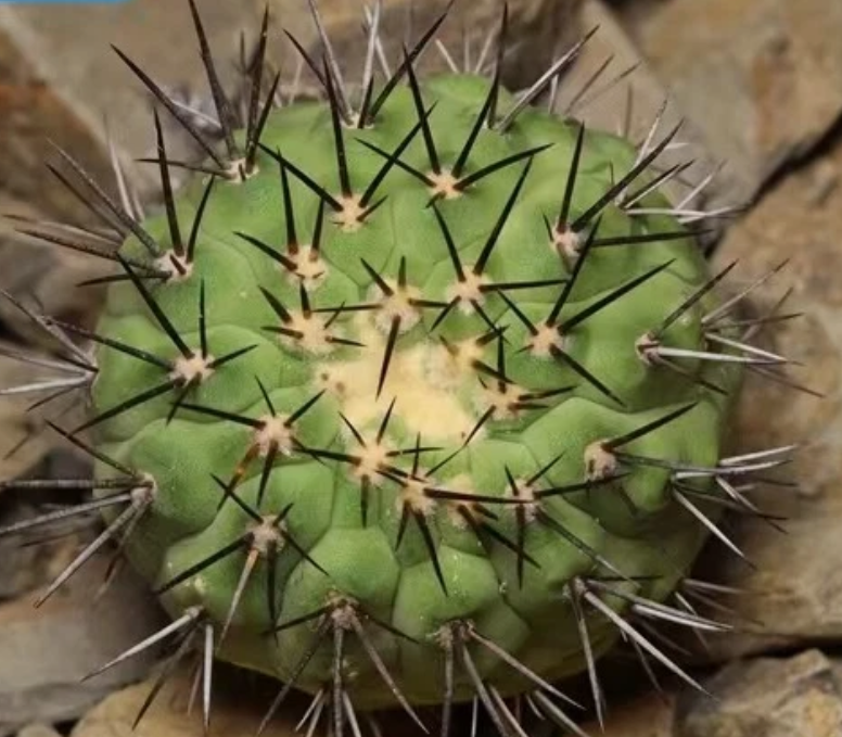Copiapoa longistaminea 10 Pieces Seeds
