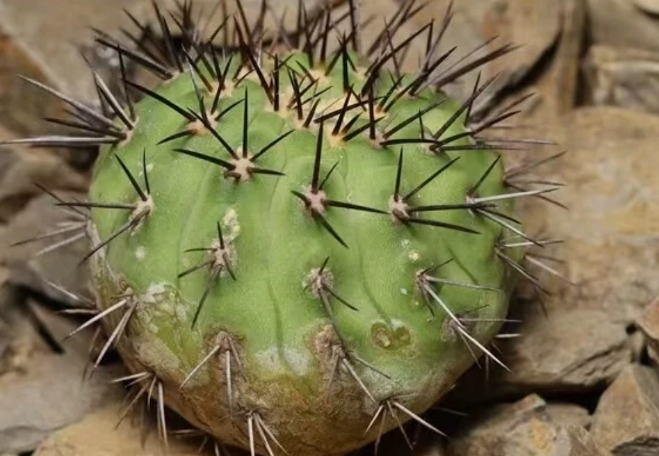 Copiapoa longistaminea 10 Pieces Seeds
