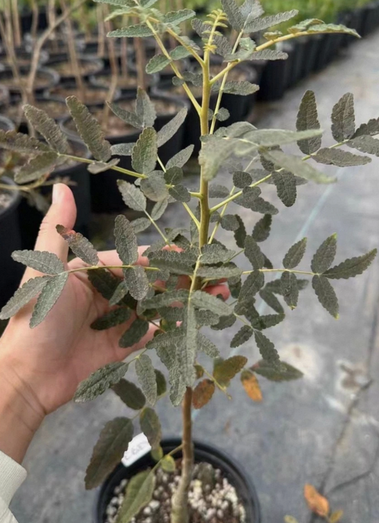 Boswellia samhaensis 4 Pieces Seeds