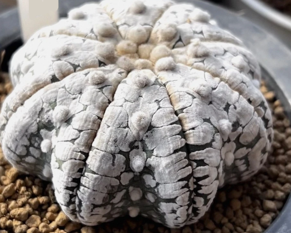 Astrophytum asterias ‘Snow’ 10 Pieces Seeds
