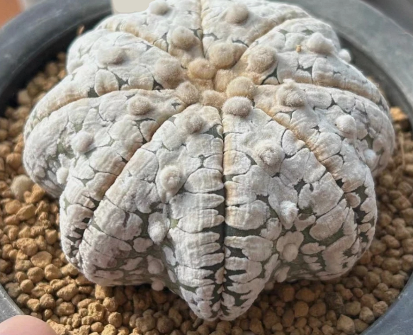 Astrophytum asterias ‘Snow’ 10 Pieces Seeds