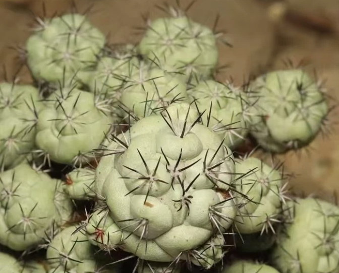 Ortegocactus macdougallii 10 Pieces Seeds