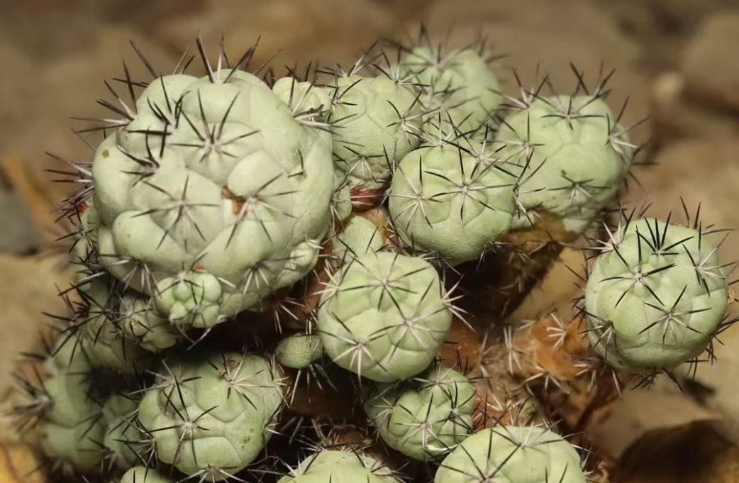 Ortegocactus macdougallii 10 Pieces Seeds