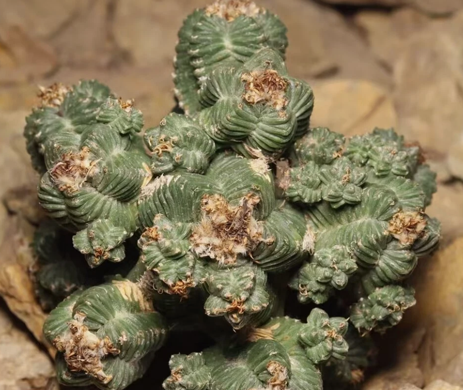 Aztekium valdezii 10 Pieces Seeds