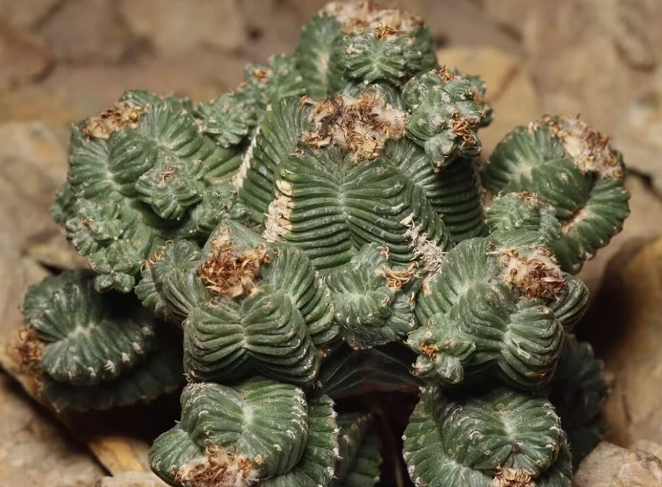 Aztekium valdezii 10 Pieces Seeds
