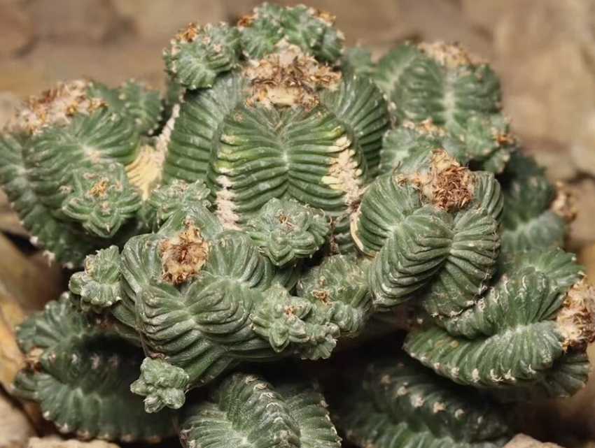 Aztekium valdezii 10 Pieces Seeds