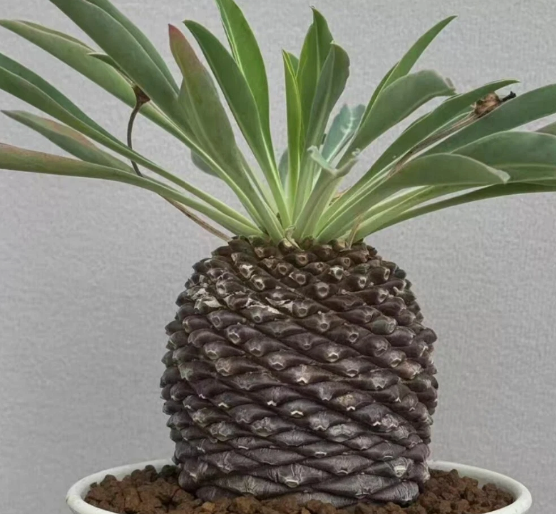 Euphorbia bupleurifolia 5 Pieces Seeds