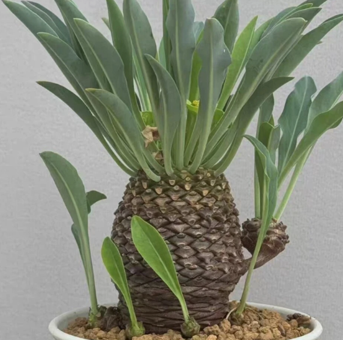 Euphorbia bupleurifolia 5 Pieces Seeds