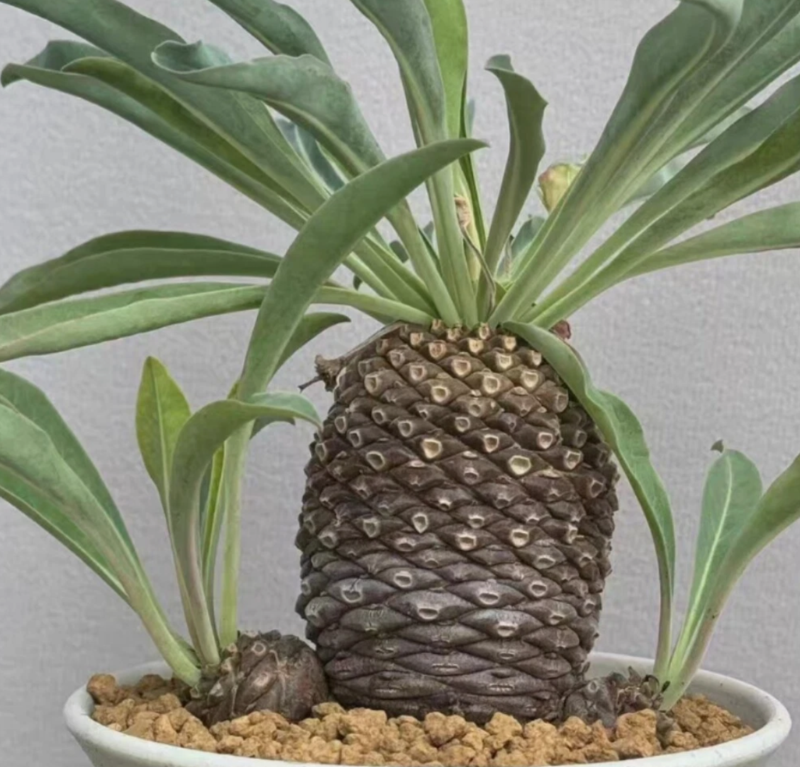 Euphorbia bupleurifolia 5 Pieces Seeds