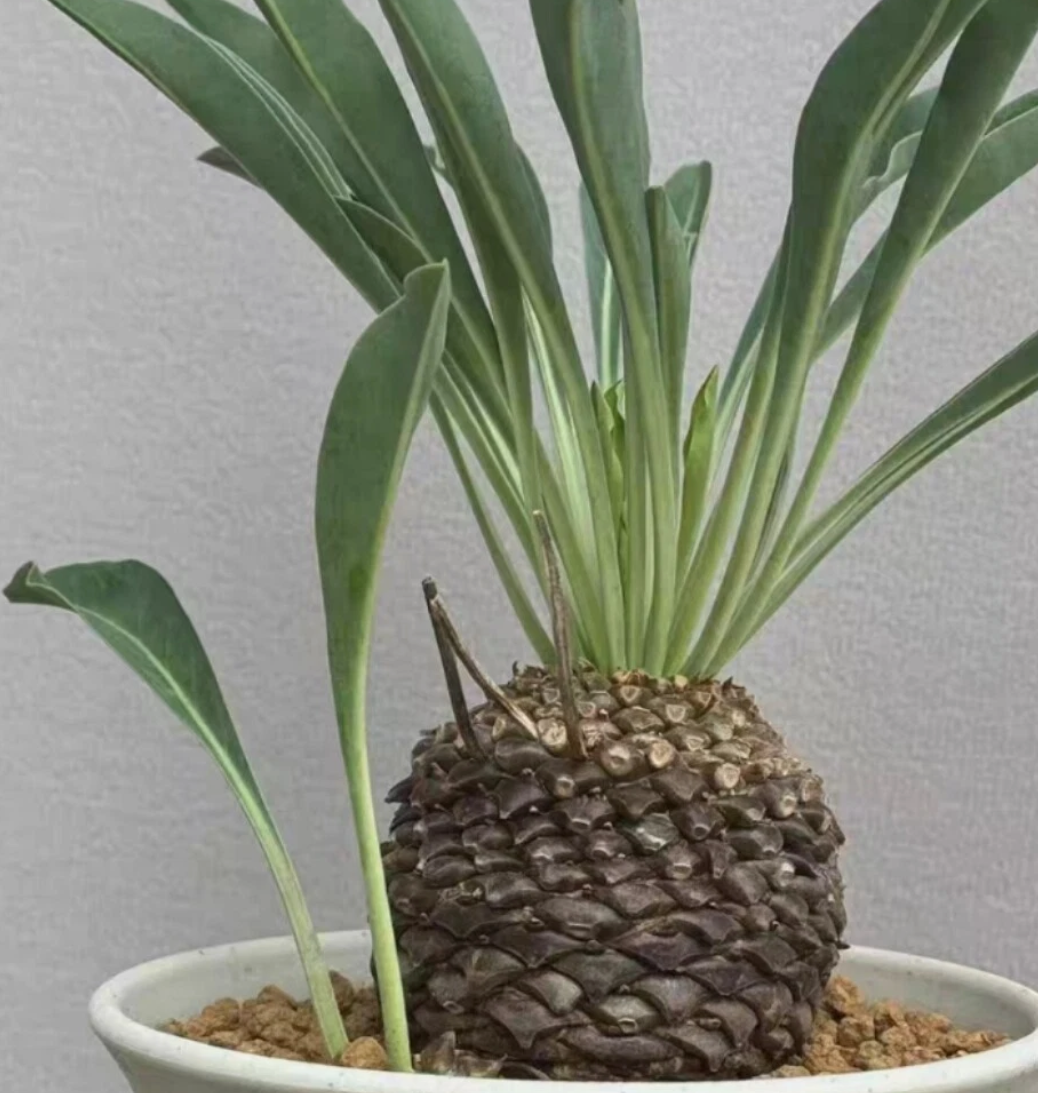 Euphorbia bupleurifolia 5 Pieces Seeds