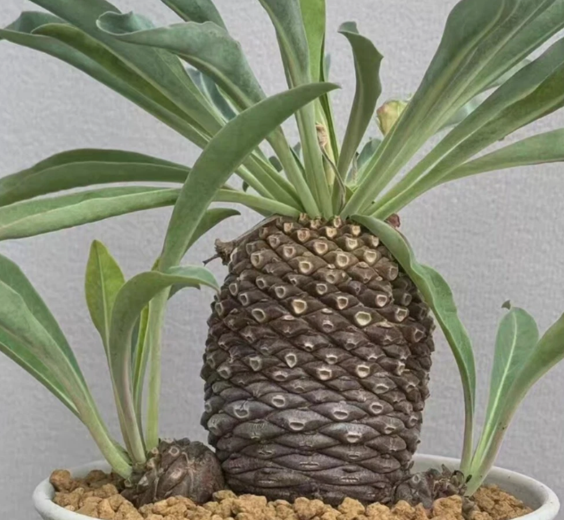 Euphorbia bupleurifolia 5 Pieces Seeds