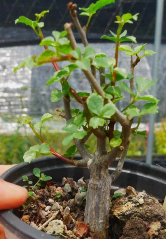 Commiphora Capensis 8 Pieces Seeds