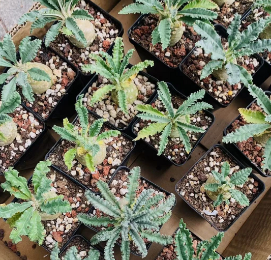 Dorstenia lavrani 6 Pieces Seeds