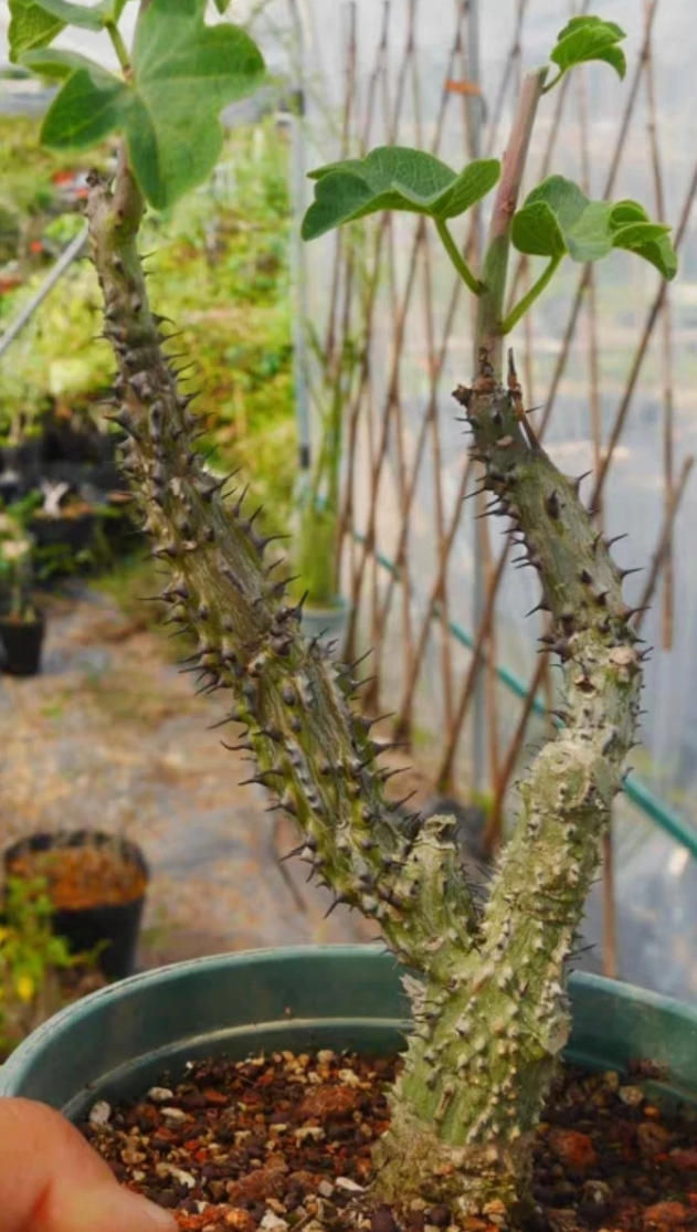 Adenia aculeata ssp aculeata 3 Pieces Seeds