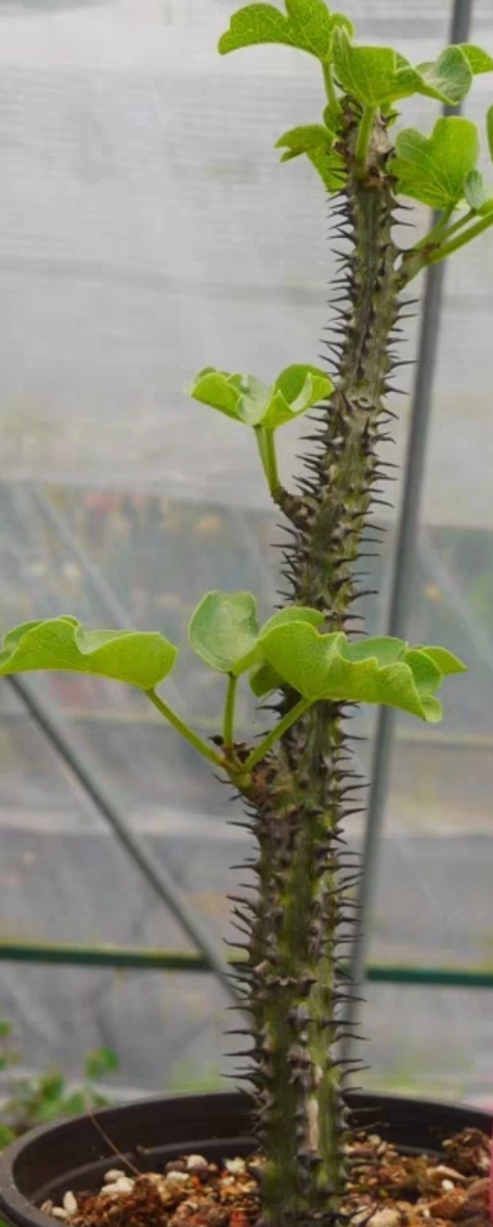 Adenia aculeata ssp aculeata 3 Pieces Seeds