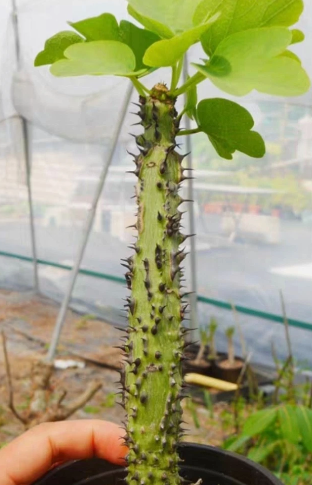 Adenia aculeata ssp aculeata 3 Pieces Seeds