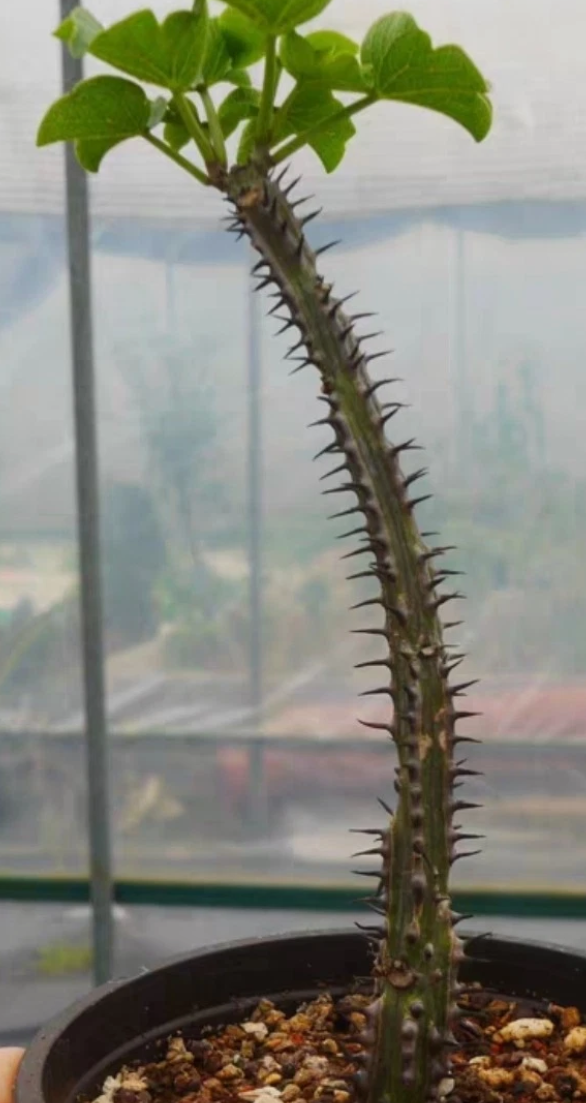 Adenia aculeata ssp aculeata 3 Pieces Seeds