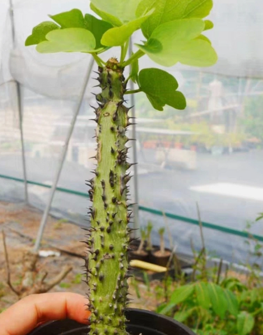 Adenia aculeata ssp aculeata 3 Pieces Seeds