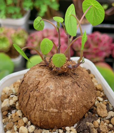 Stephania Erecta 5 Pieces Seeds