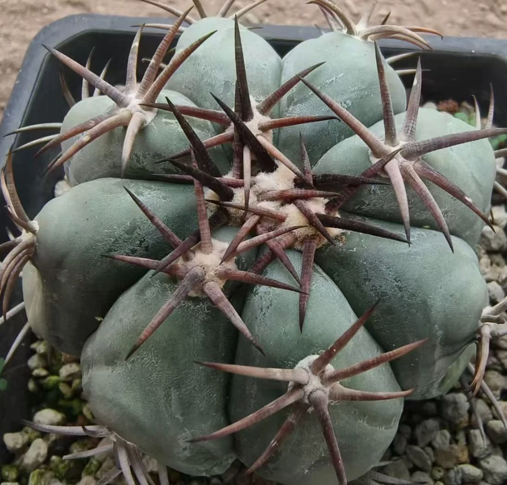 Echinocactus horizonthalonius 10 Pieces Seeds