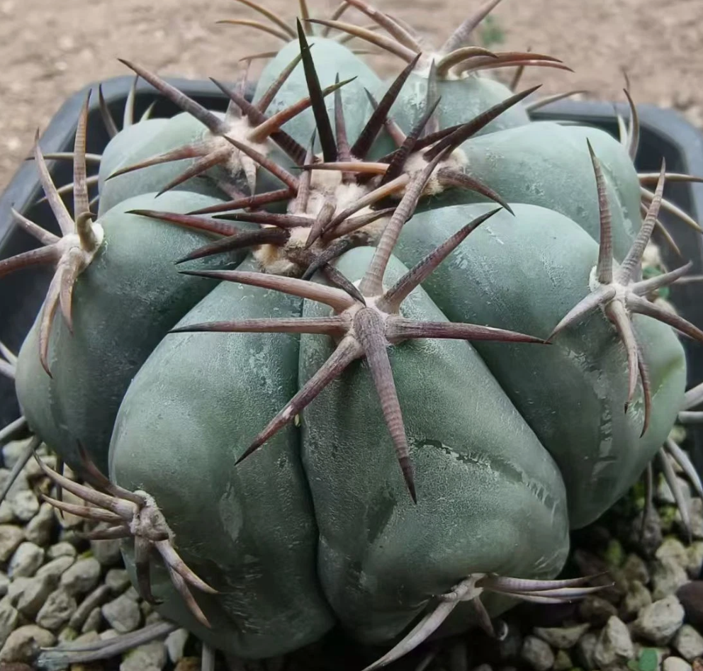 Echinocactus horizonthalonius 10 Pieces Seeds