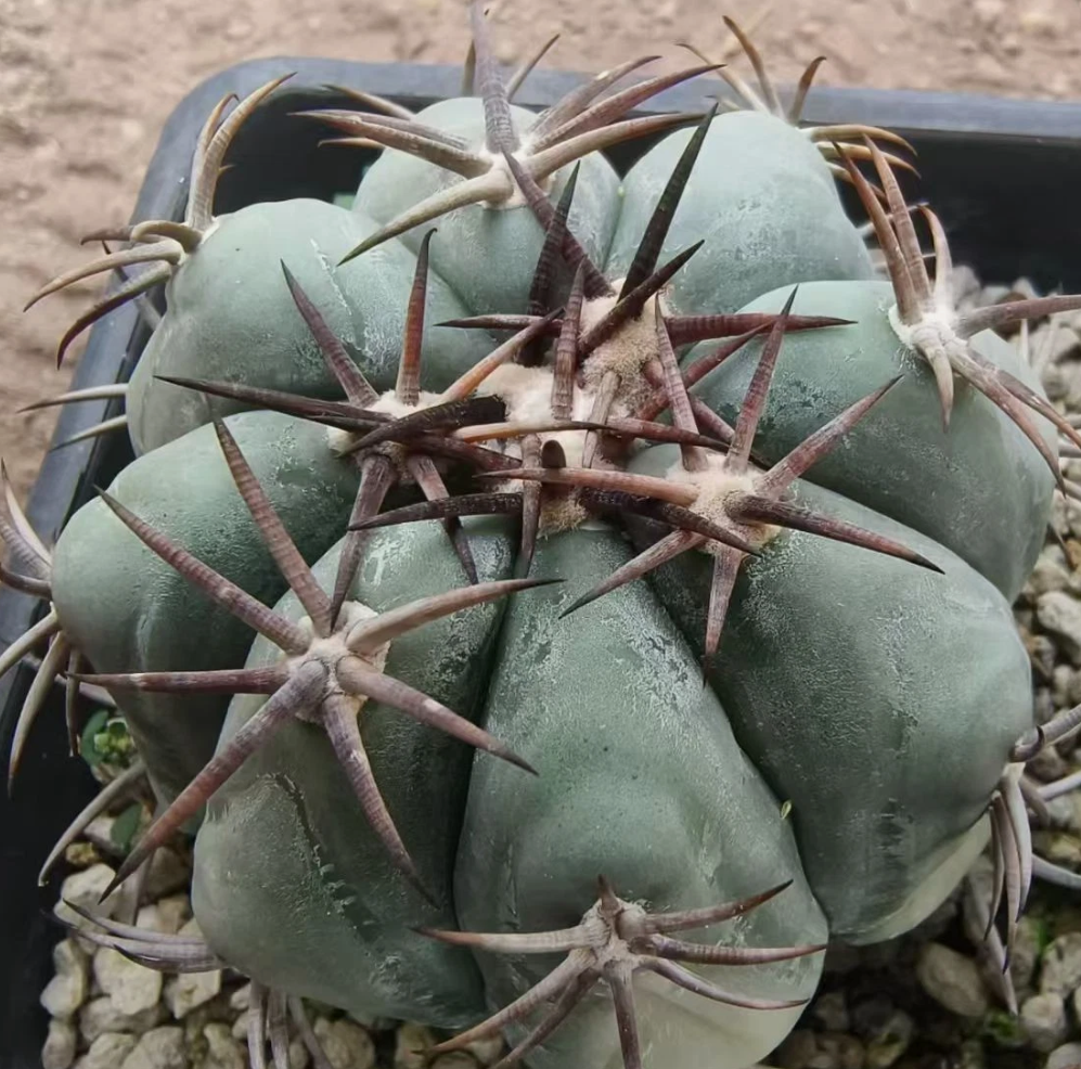 Echinocactus horizonthalonius 10 Pieces Seeds