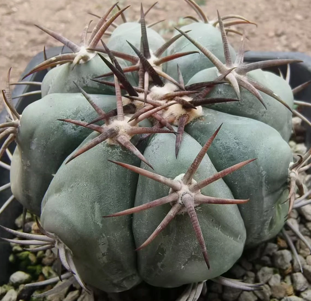 Echinocactus horizonthalonius 10 Pieces Seeds