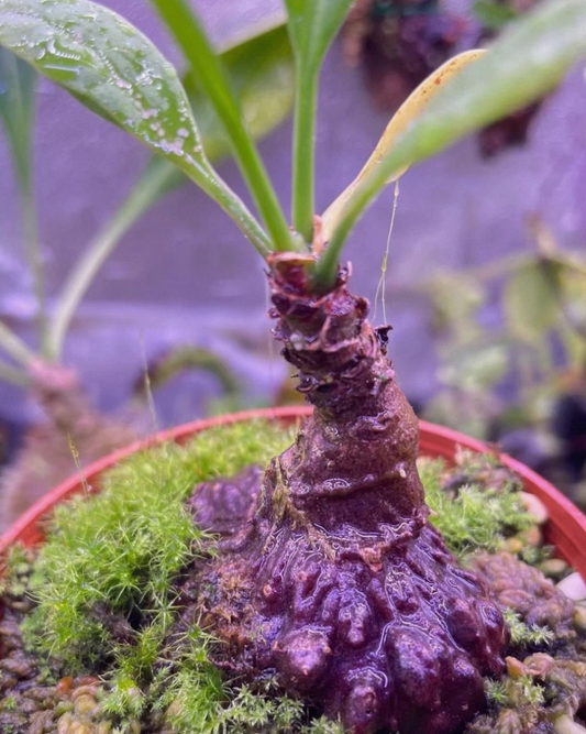 Myrmecodia sp. Dinagat 7 Pieces Seeds
