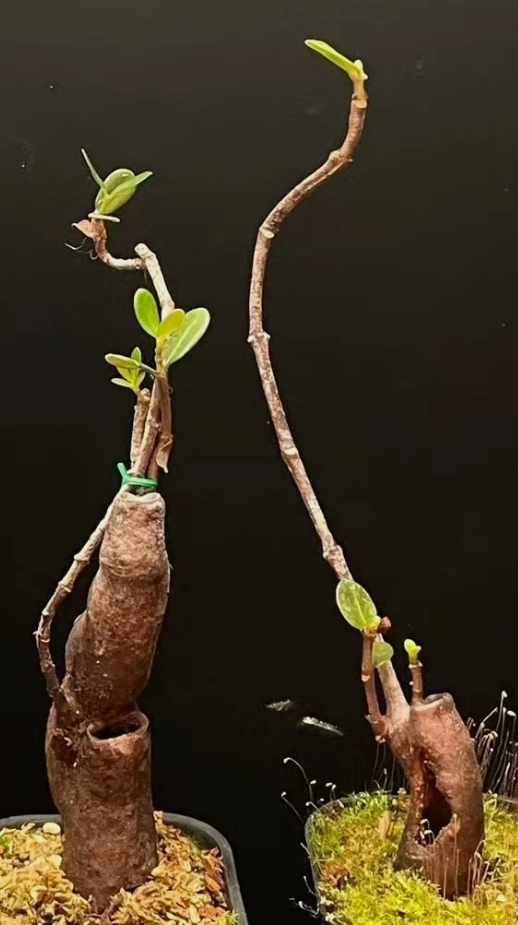 Hydnophytum caminiferum 5 Pieces Seeds