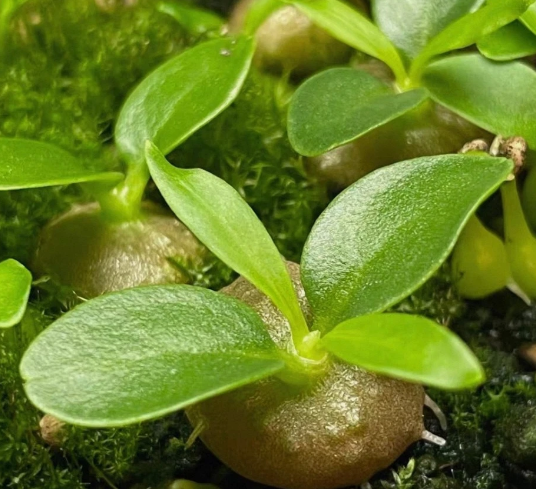 Myrmecodia beccarii 7 Pieces Seeds
