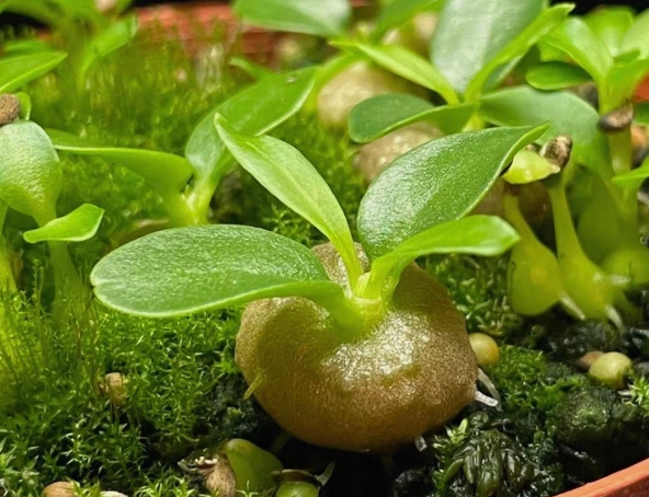 Myrmecodia beccarii 7 Pieces Seeds