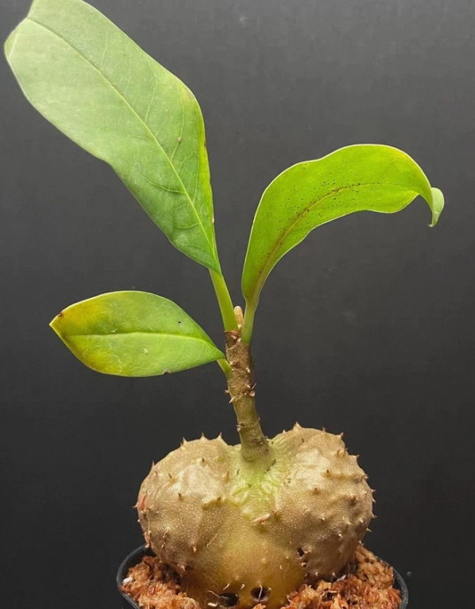 Myrmecodia spec.Kebar Valley 5 Pieces Seeds