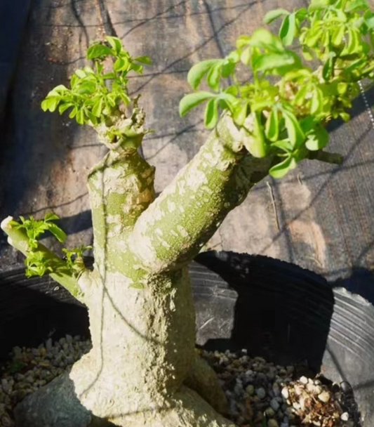 Adenia fruticosa 4 Pieces Seeds