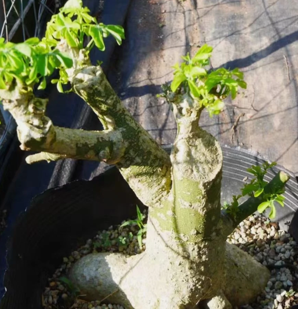 Adenia fruticosa 60 Pieces Seeds