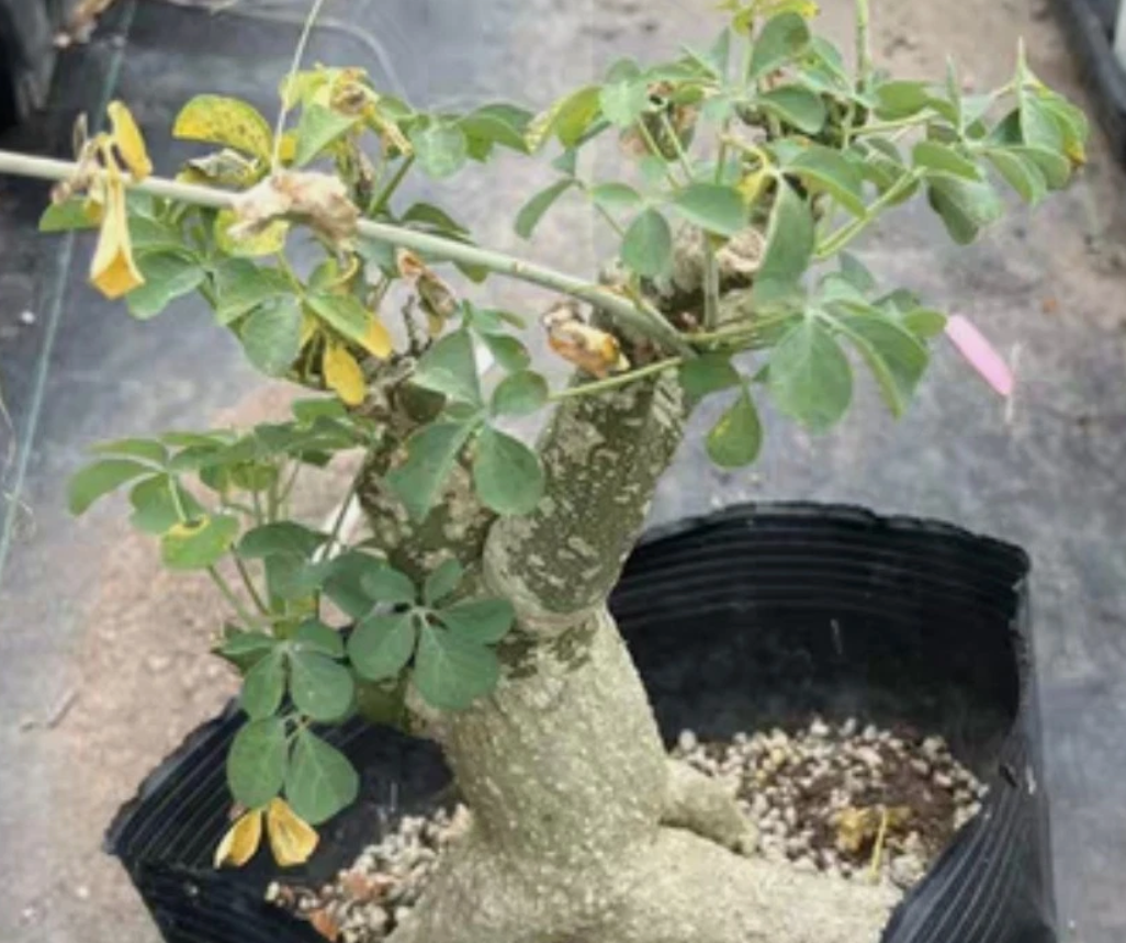 Adenia fruticosa 60 Pieces Seeds
