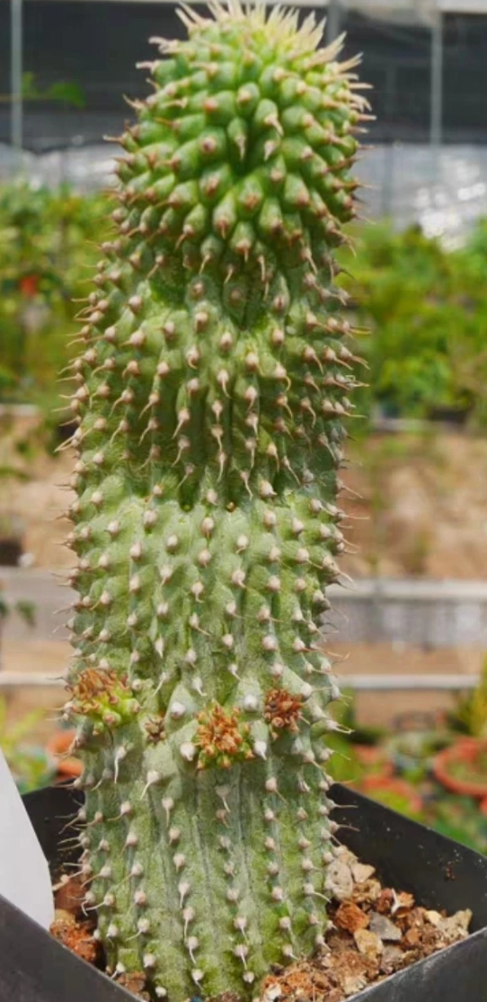 Hoodia pilifera subsp. pilifera 10 Pieces Seeds