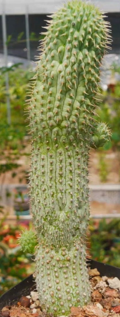 Hoodia pilifera subsp. pilifera 10 Pieces Seeds
