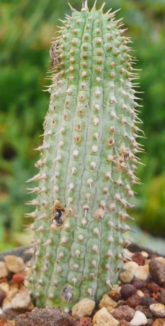 Hoodia pilifera subsp. pilifera 10 Pieces Seeds