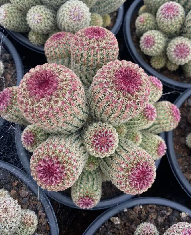 Echinocereus rigidissimus 10 Pieces Seeds