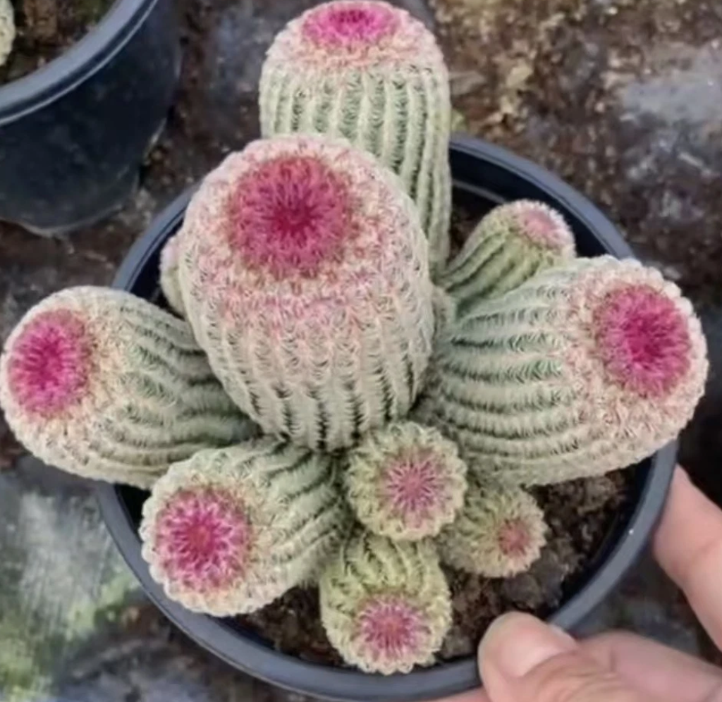 Echinocereus rigidissimus 10 Pieces Seeds