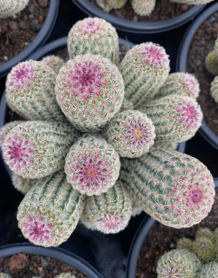 Echinocereus rigidissimus 10 Pieces Seeds