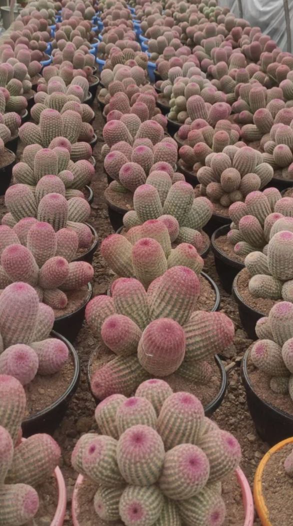 Echinocereus rigidissimus 10 Pieces Seeds