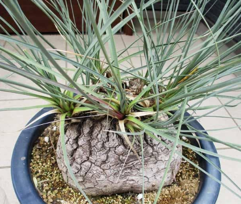 Calibanus hookeri 5 Pieces Seeds