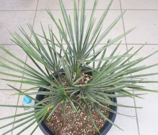 Chamaerops humilis var. cerifera 3 Pieces Seeds