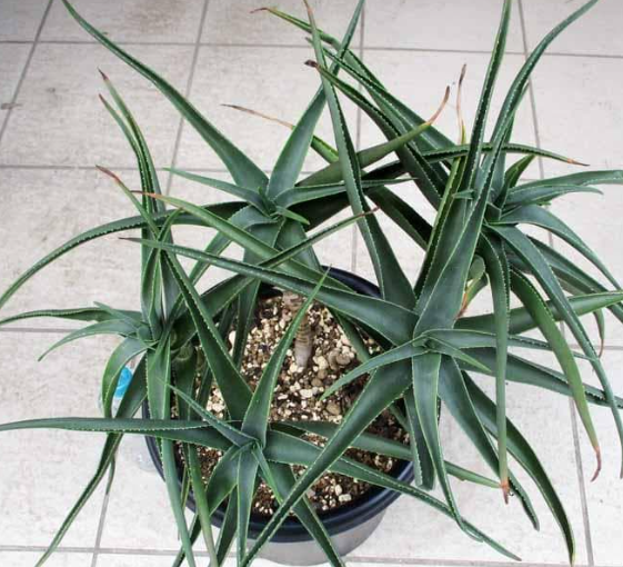 Aloe striatula 10 Pieces Seeds