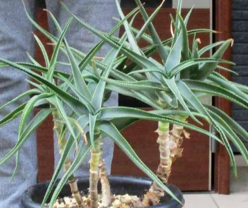 Aloe striatula 10 Pieces Seeds