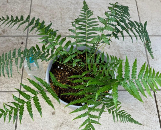 Dicksonia antarctica 5 Pieces Seeds Spores