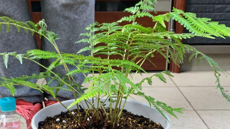 Dicksonia antarctica 5 Pieces Seeds Spores