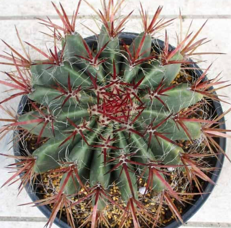 Ferocactus stainesii (Mexican Fire Barrel Cactus) 10 Pieces Seeds